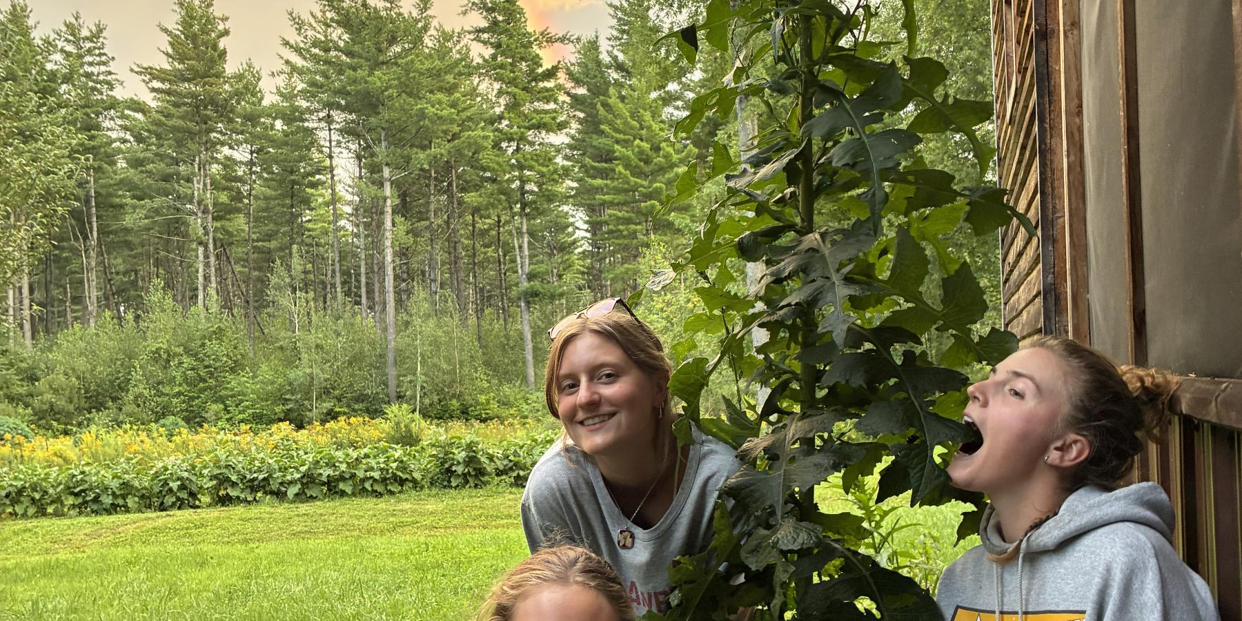 Summer 26' littleGrasse apprentices by phenomenal wild lettuce: Emma, Maggie, Hannah (left to right)