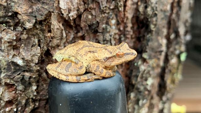 A spring peeper sitting on a pole by a tree