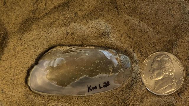 Inside the shell of an Elliptio complanata (aka freshwater bivalve).