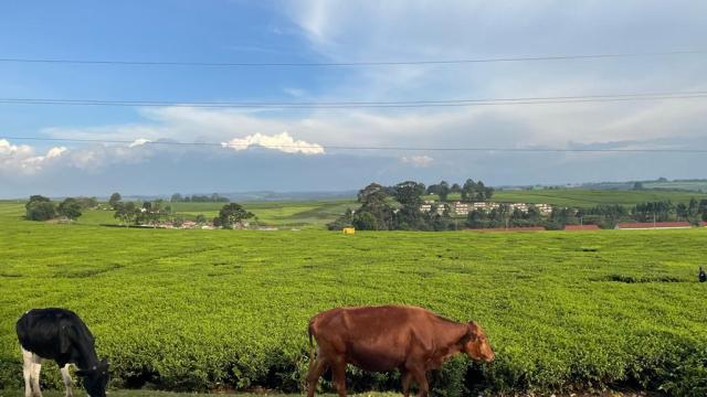 Cows walking by tea plantation in Kericho, Kenya. 