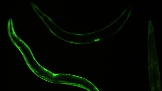 Fluorescent image of C. elegans. 