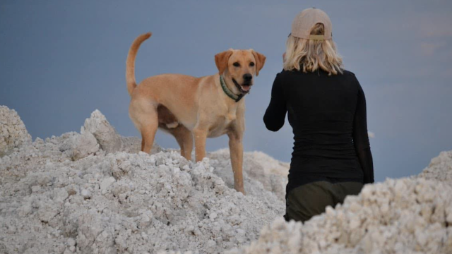 A yellow labrador standing on top of lime piles facing his handler who is back to the camera. 