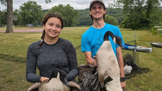 Left: Avery Scofield - Conservation Intern.  Right: me  Holding Canadian geese and waiting in line to have the geese banded and sexted while working with Connecticut&#039;s Beardsley Zoo and the Connecticut Department of Energy and Environmental Protection.