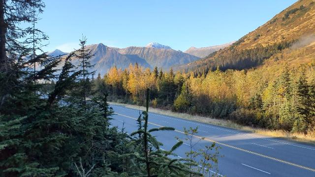 black spruce sampling site in Alaska 