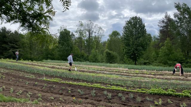 Three farmers working in the field at littlegrasse Foodworks. 