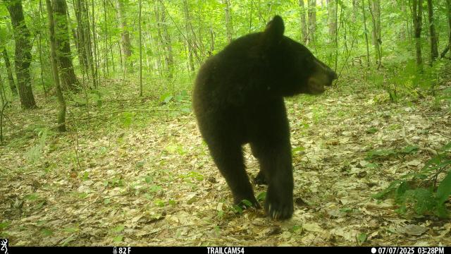 Photo of a bear in the woods taken by a trail camera. The bear is facing the camera but looking to the right. The bottom bar reads 82 degrees F, Trail Cam 54, 07/07/2025, 3:28pm.