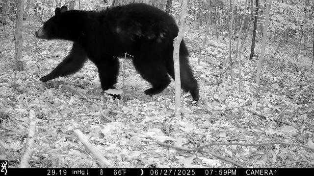 Side Profile of a Black Bear
