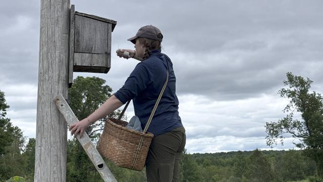 Retrieving Kestrel Chicks from Nest Box
