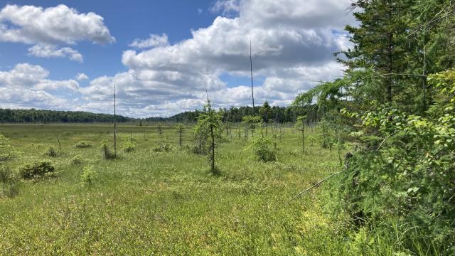 Photo of Fox Fen, Adirondacks, NY