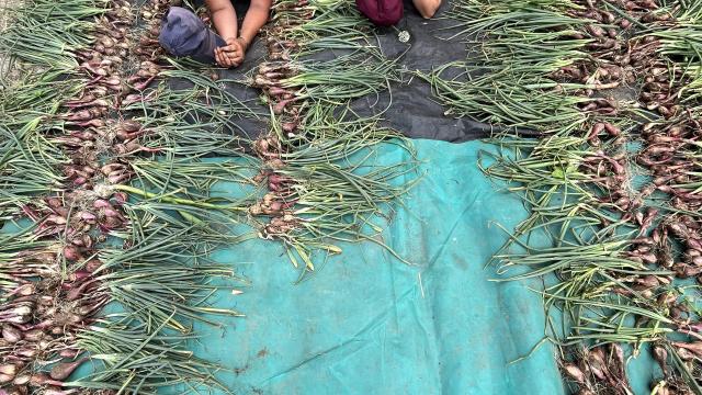 intern laying on tarp with a full bed of hand picked shallots.