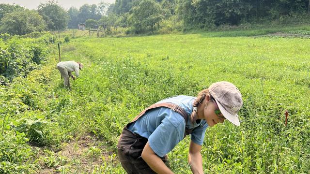 Kate harvesting the first carrots of June 2025!