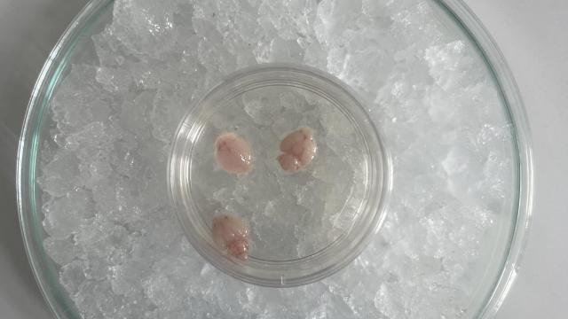 Mice brain on ice.