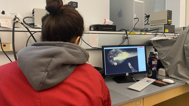 Photographing Xenopus laevis tadpoles under the microscope as part of an experiment investigating the effects of triiodothyronine (T3) and dexamethasone (DEX) on pre-metamorphic development. Images were later analyzed in Fiji software to collect morphometric measurements for statistical comparison.