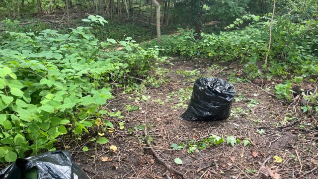 a bag of Japanese Knotweed