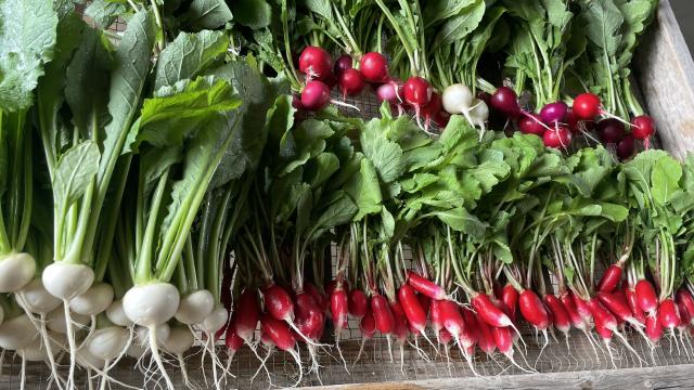 Radishes