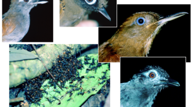 Army ant following birds