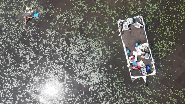 Aeriel view of research boat and researcher in water chestnut-invaded water.