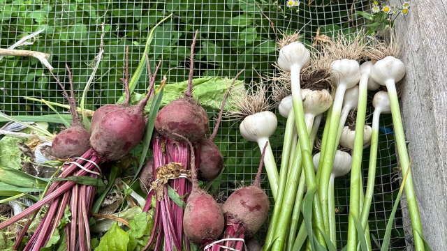 Thursday Harvest of Beets and Garlic