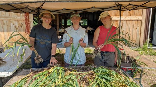 Emma, Hannah and Emma at the 2026 Garlic Harvest