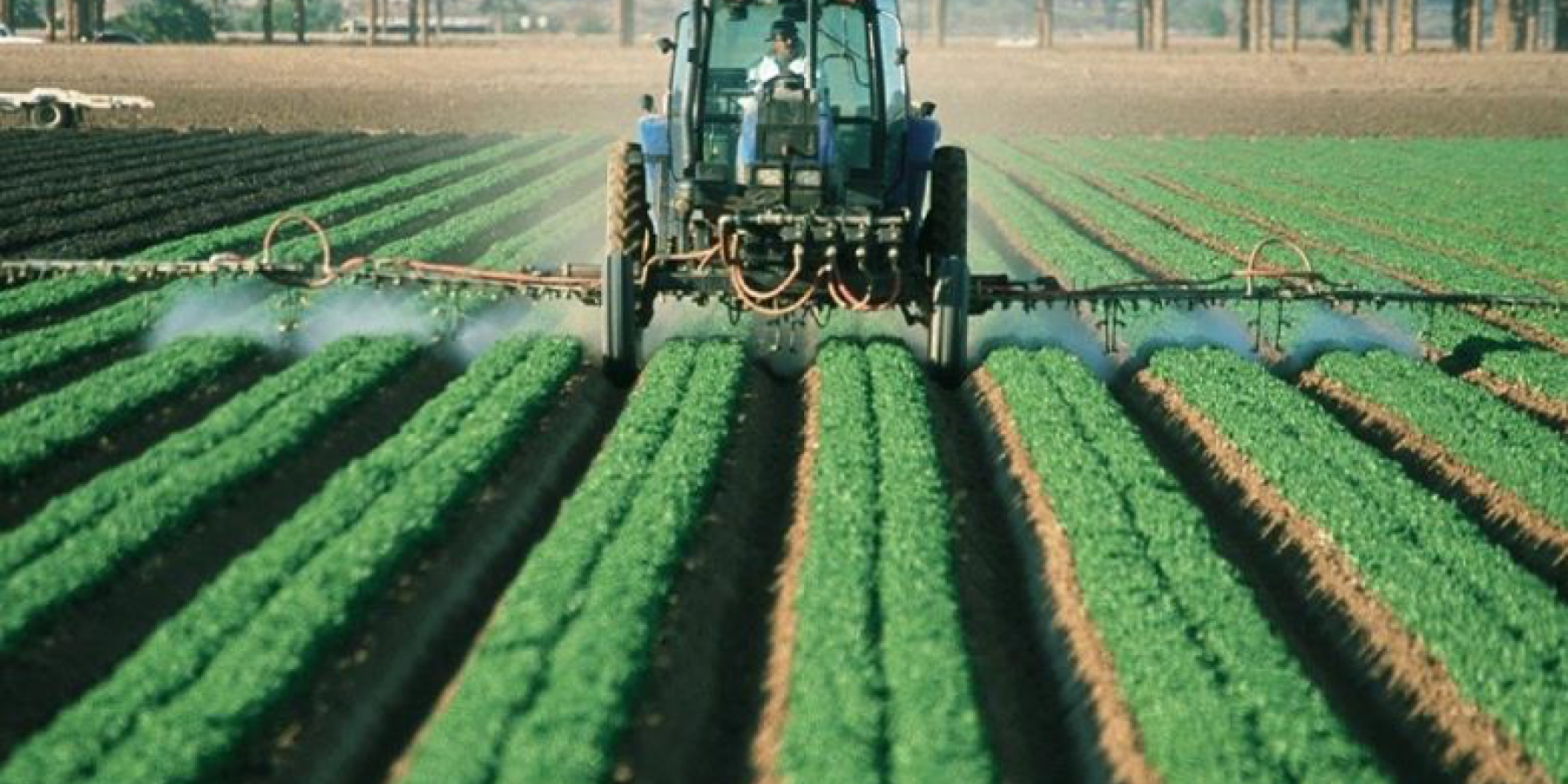 Man applying pesticides to a field of crops