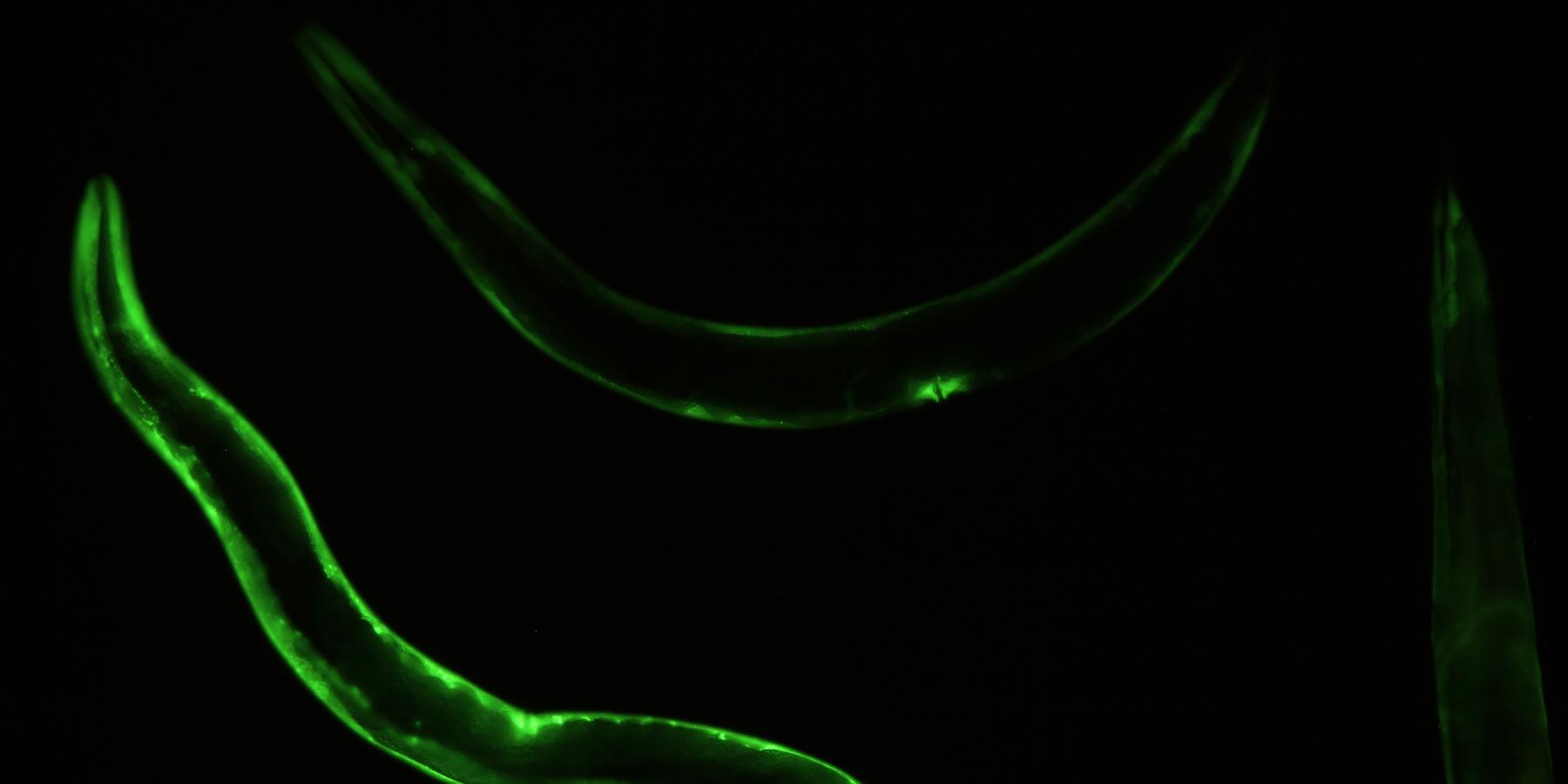 Fluorescent image of C. elegans.