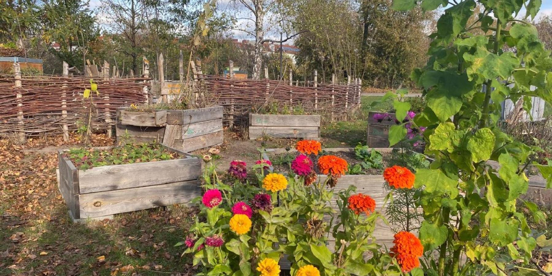 Zinnias and other colorful yellow, purple, and orange flowers.