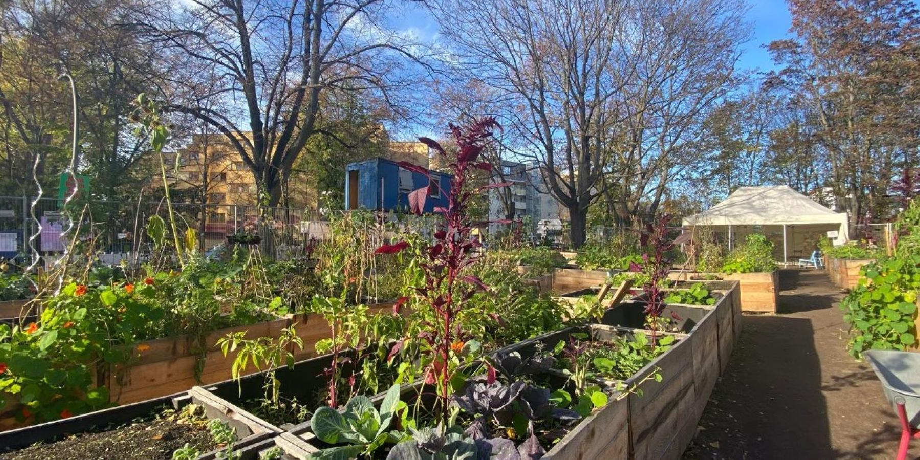 Three raised garden beds overflowing with leafy greens and other plants.
