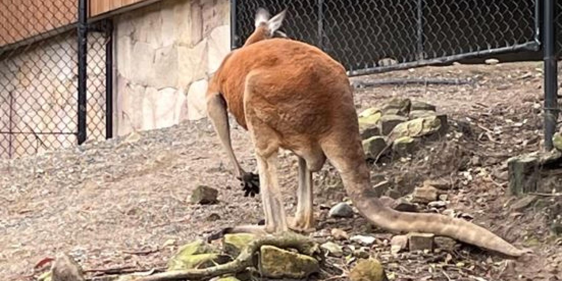 A kangaroo hops around an enclosure.