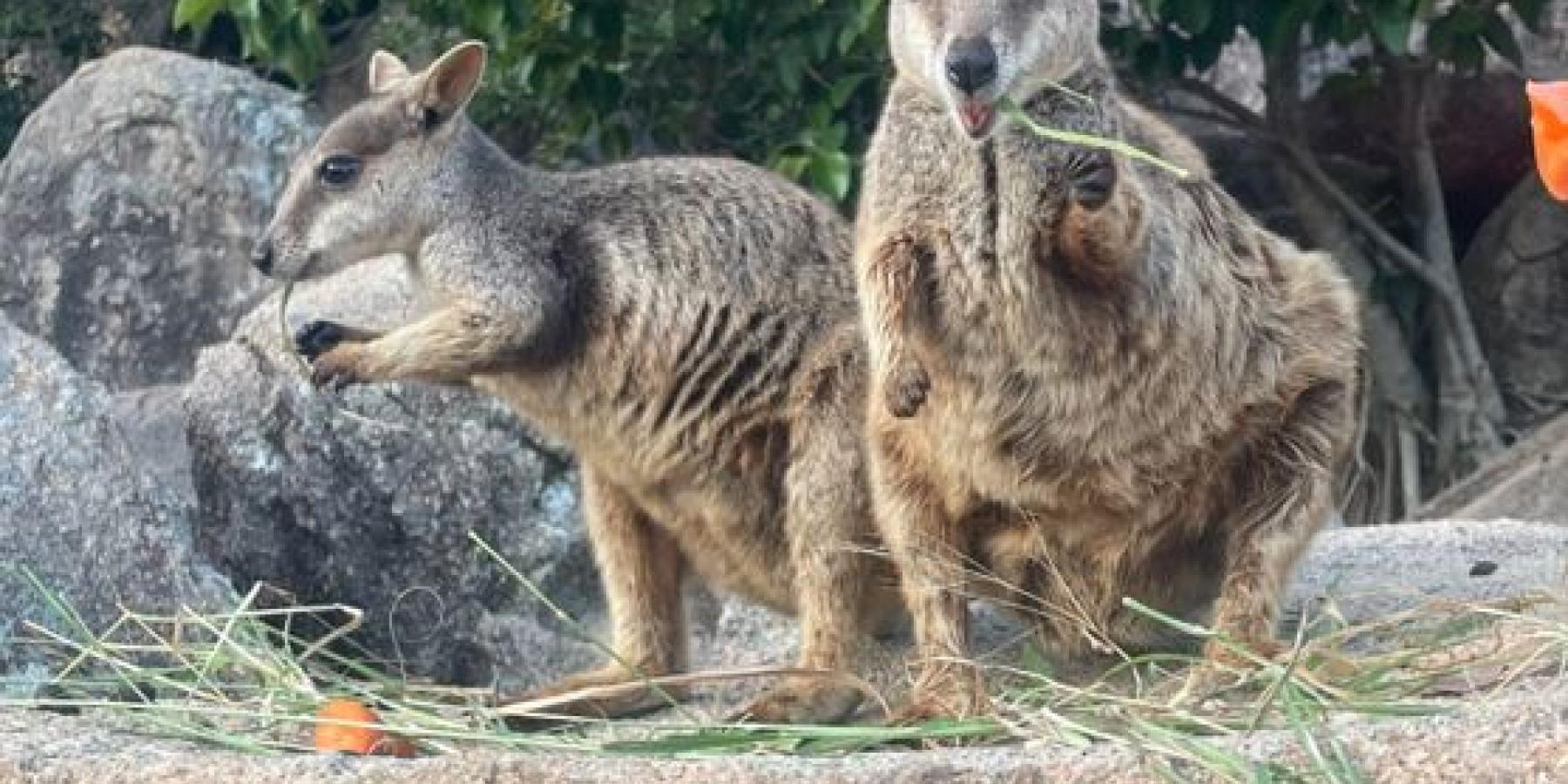 Two small wallabies sit on a rock and look directly at the camera.