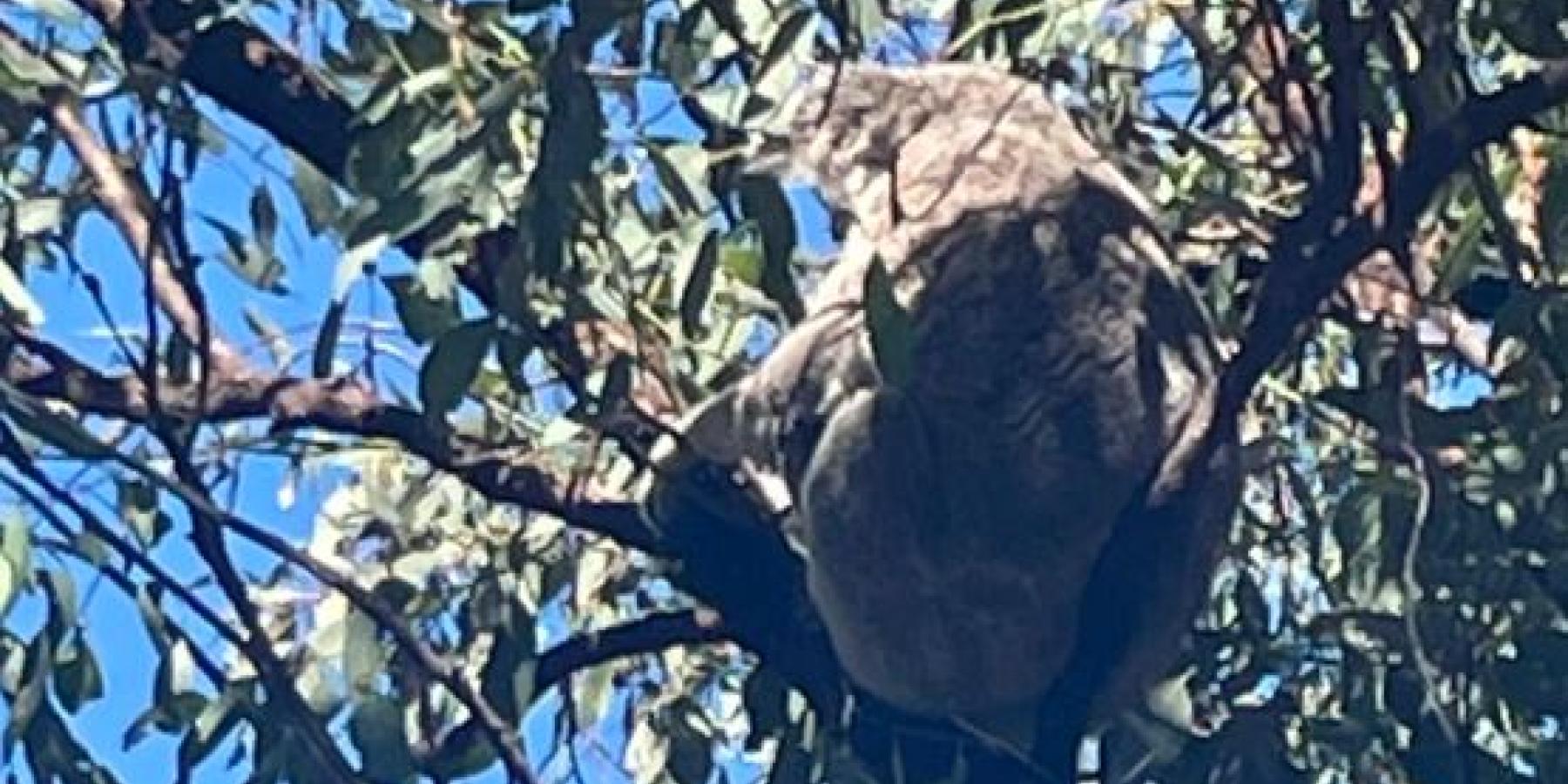 A koala sits in a tree while eating leaves.