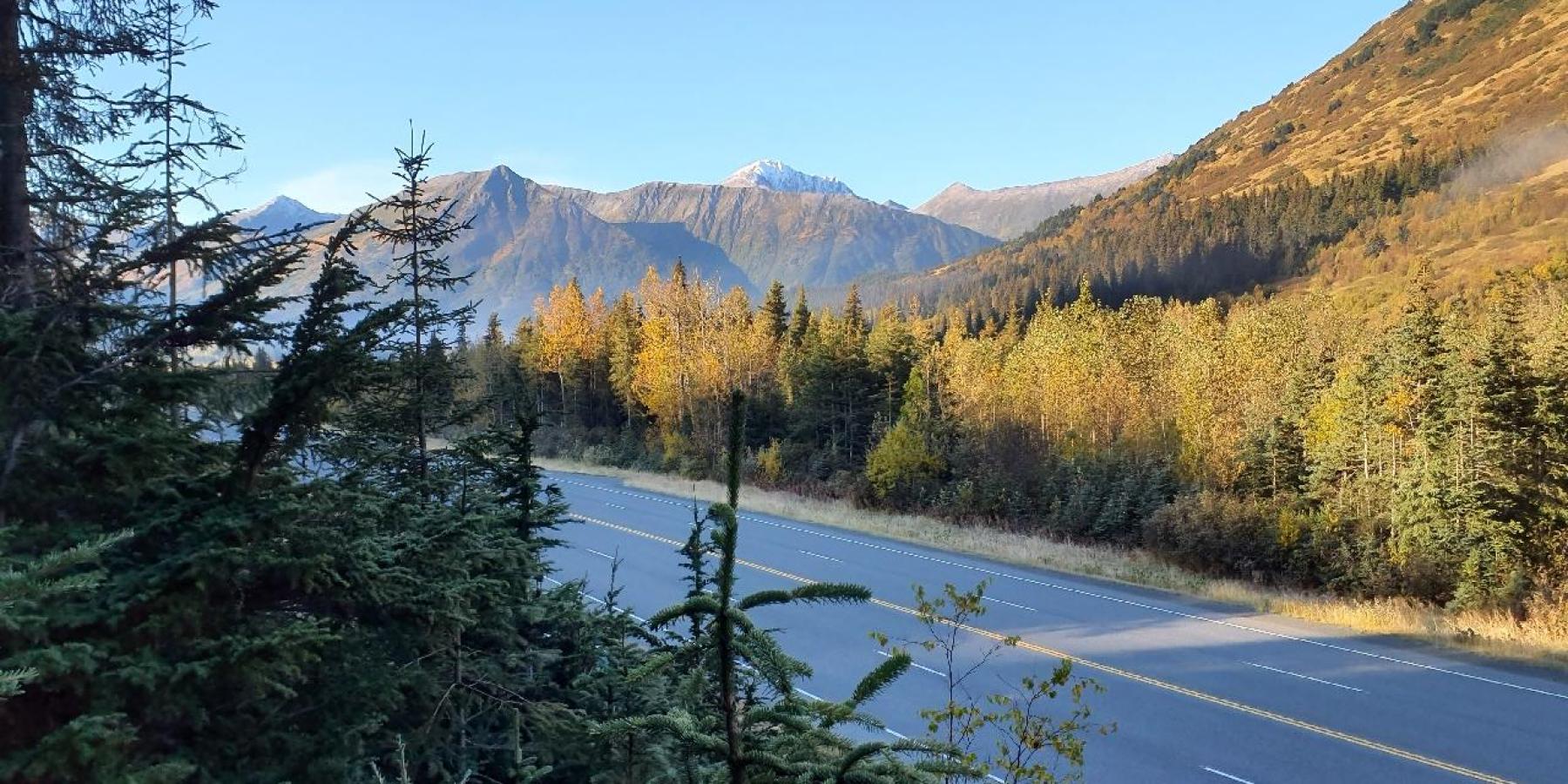 black spruce sampling site in Alaska