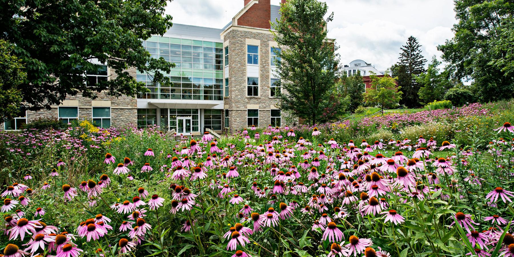 A photo of Johnson Hall of Science on St Lawrence Universities Campus. The photo was taken standing far away, with a field of pink flowers in front of the building.