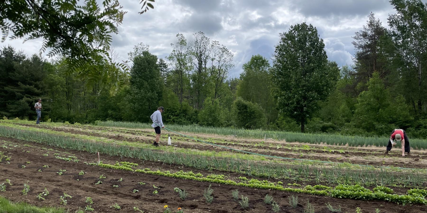 Three farmers working in the field at littlegrasse Foodworks.