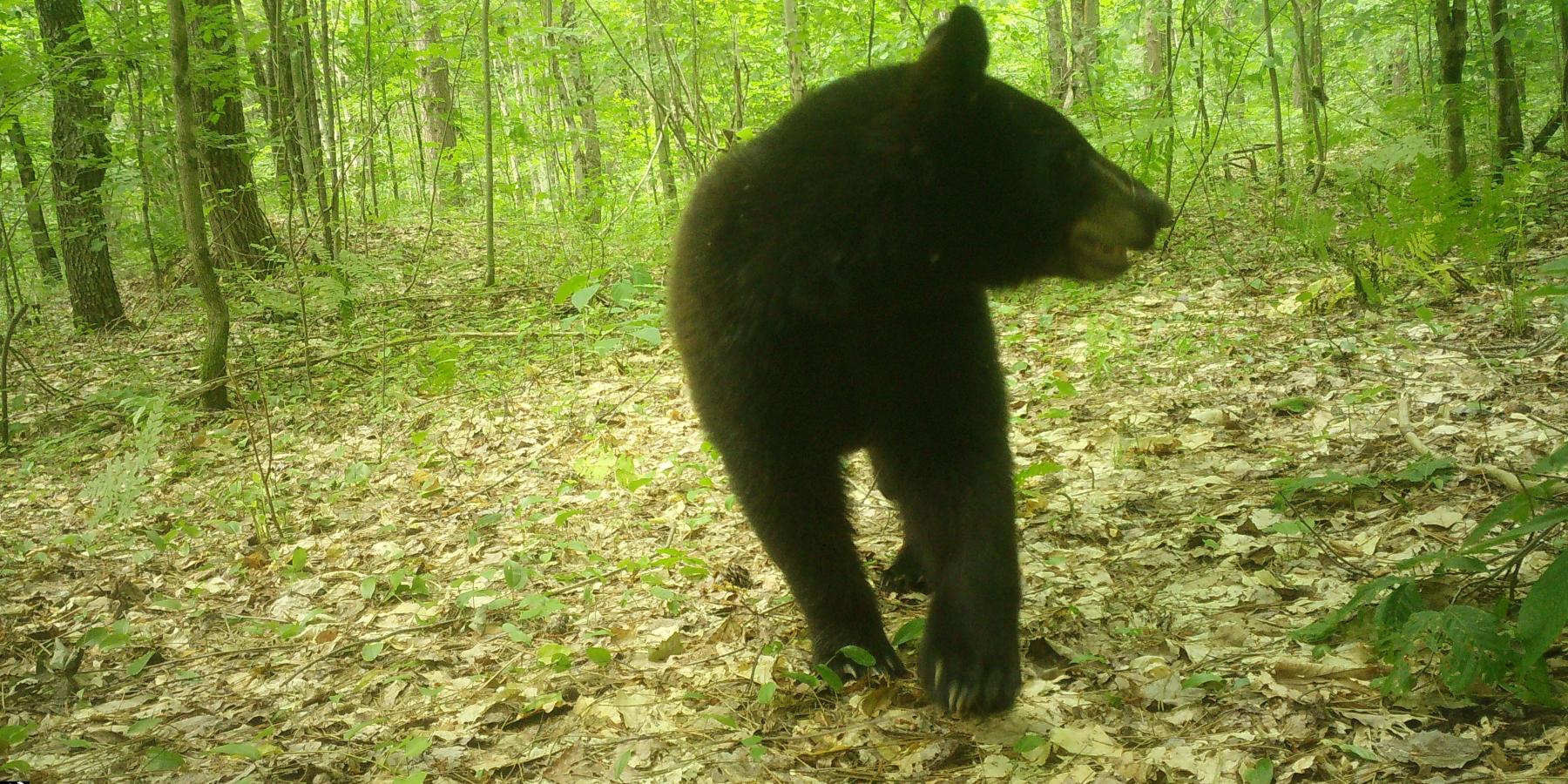 Photo of a bear in the woods taken by a trail camera. The bear is facing the camera but looking to the right. The bottom bar reads 82 degrees F, Trail Cam 54, 07/07/2025, 3:28pm.