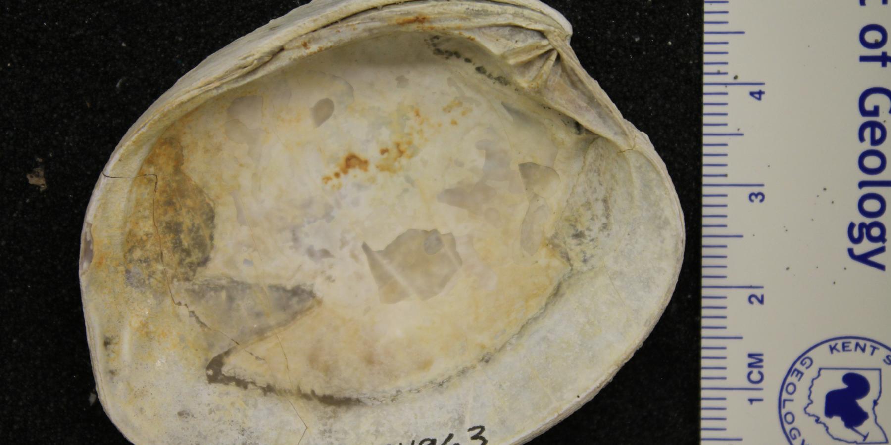 Inside of a Eurhomalea shell photographed at the University of Florida.