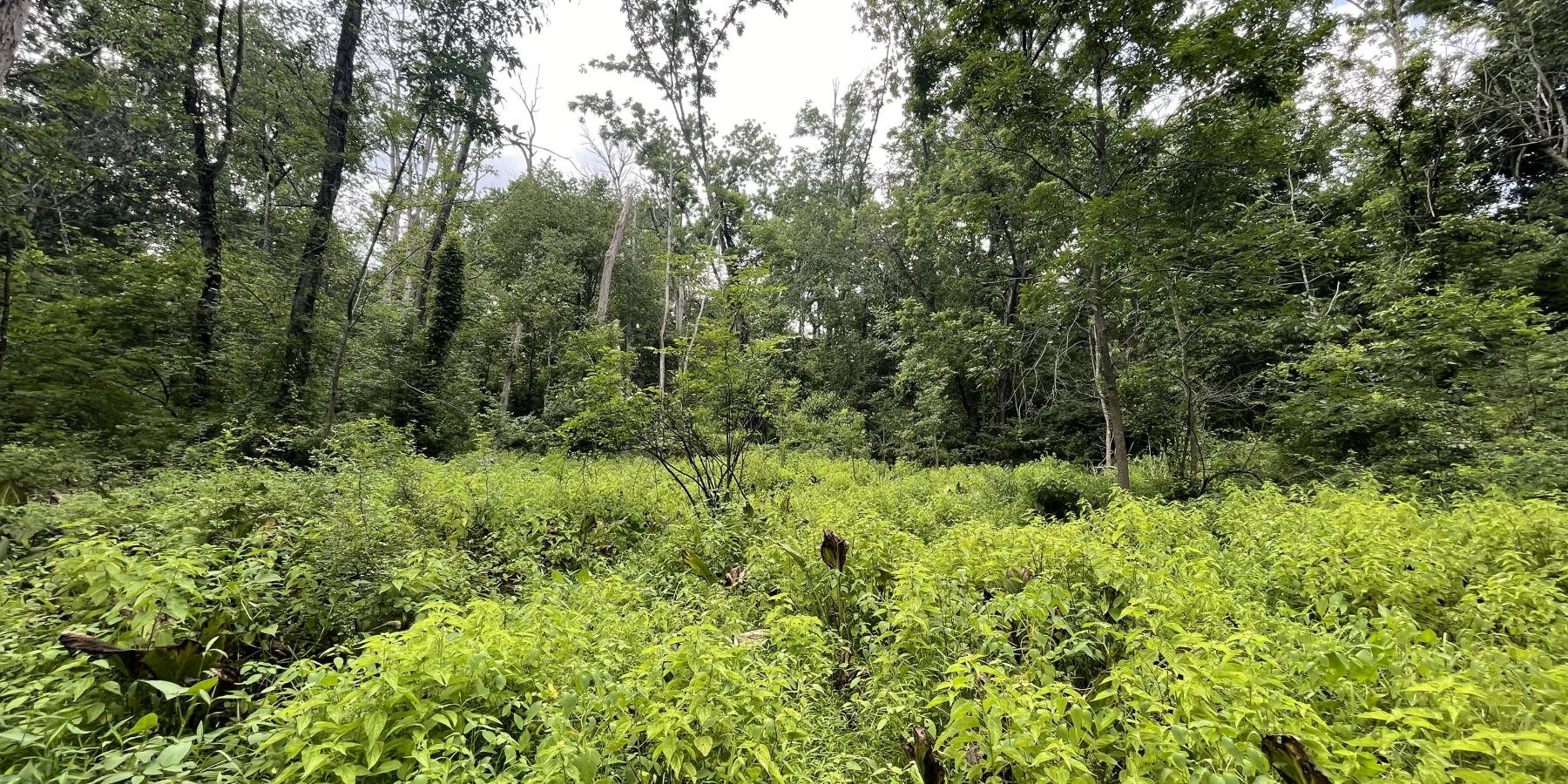 Fee-owned Property Woodlands Site