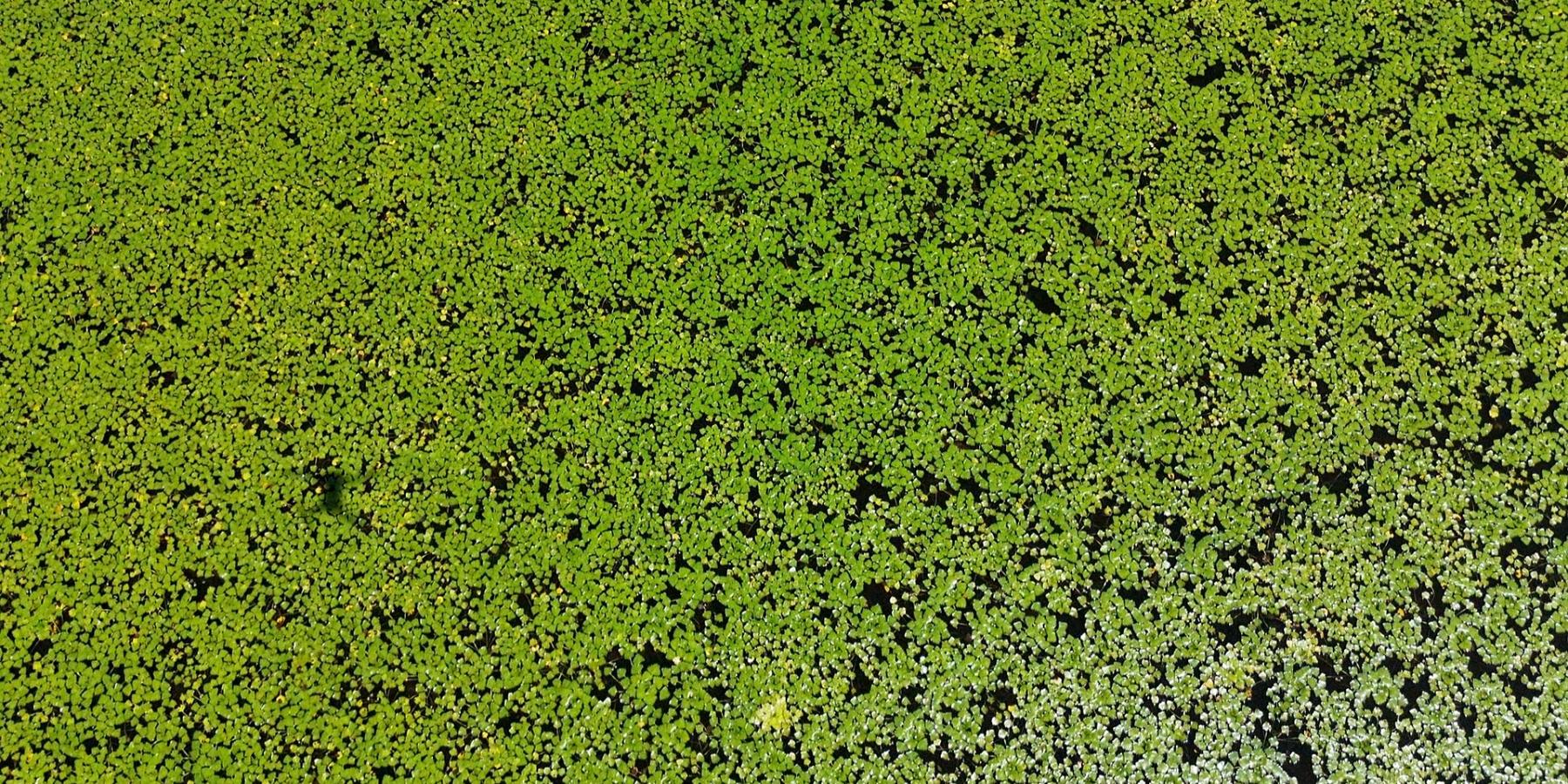 Water Chestnuts on water