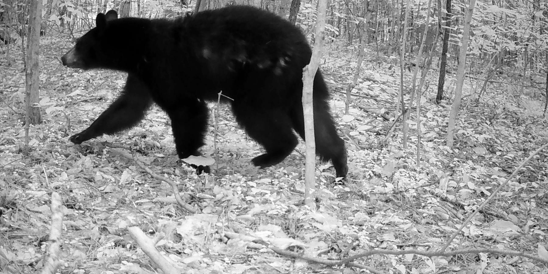 Side Profile of a Black Bear