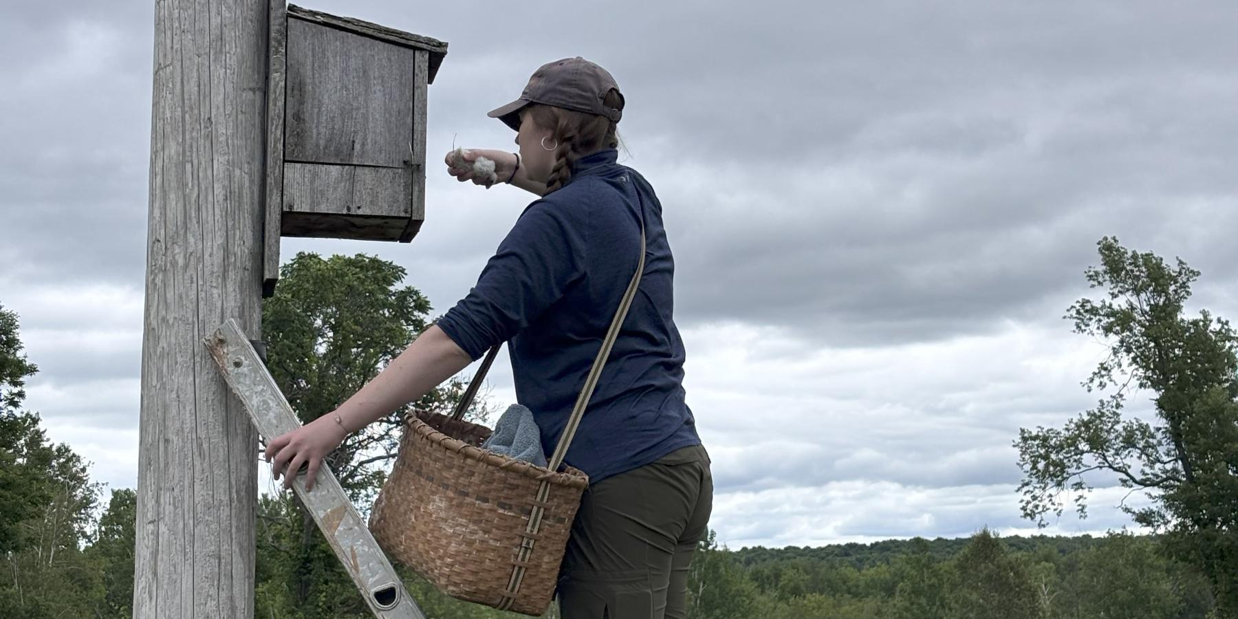 Retrieving Kestrel Chicks from Nest Box