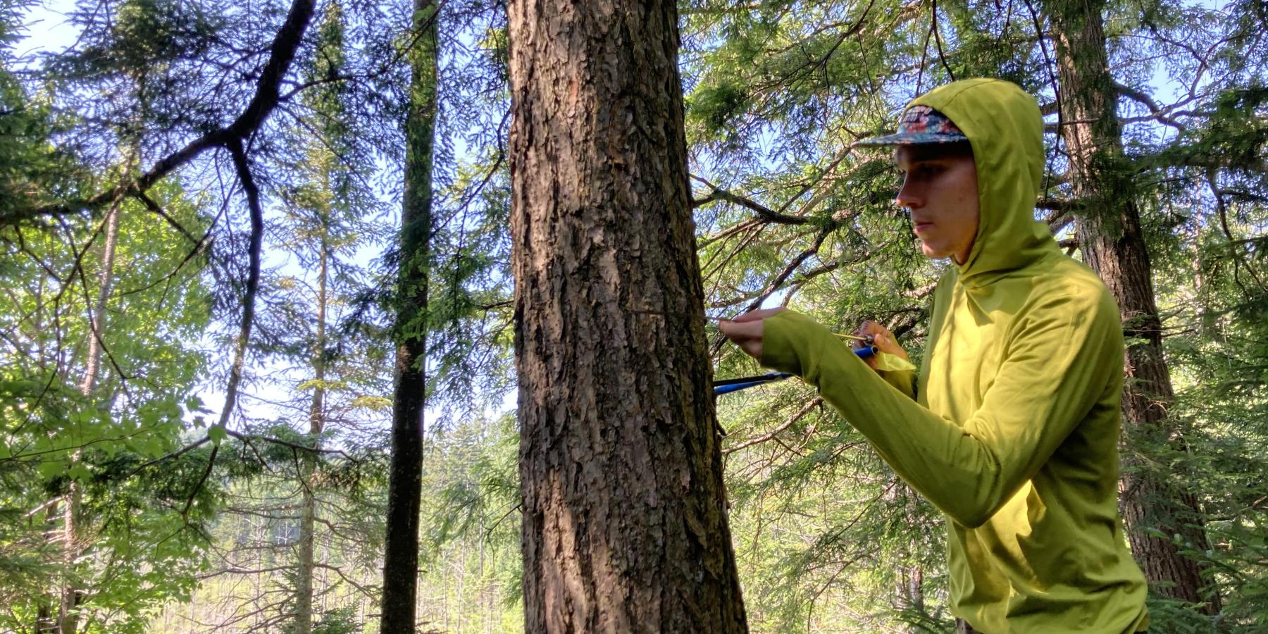 Coring a Hemlock Using an Increment Borer