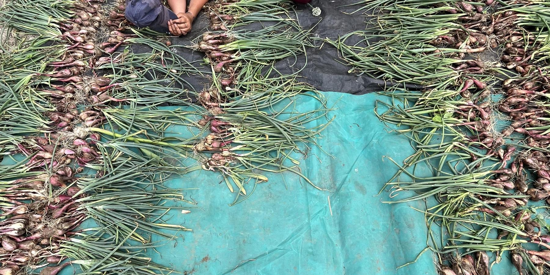 intern laying on tarp with a full bed of hand picked shallots.