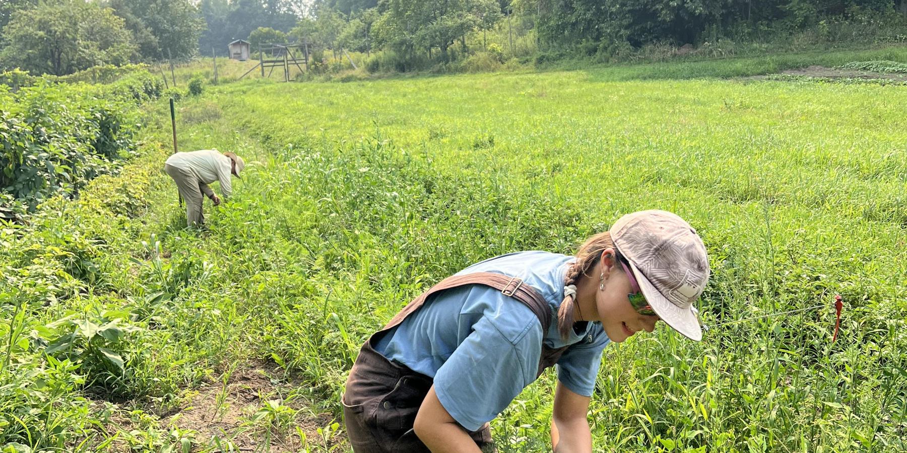 Kate harvesting the first carrots of June 2025!