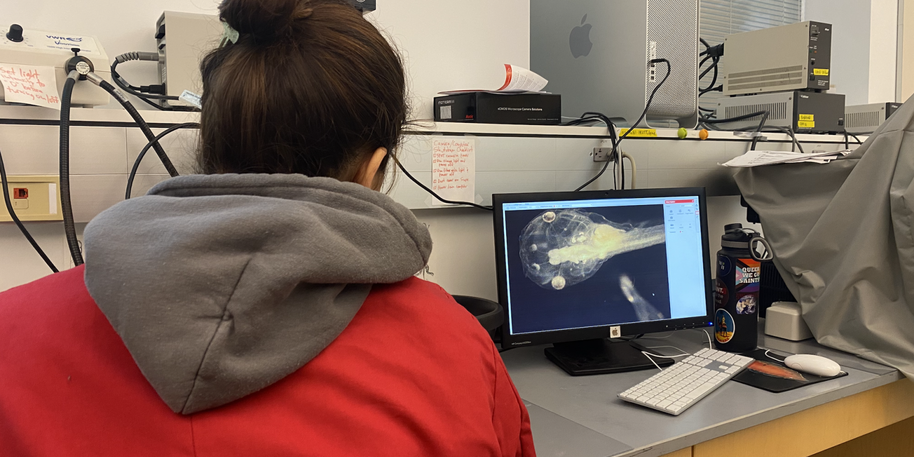Photographing Xenopus laevis tadpoles under the microscope as part of an experiment investigating the effects of triiodothyronine (T3) and dexamethasone (DEX) on pre-metamorphic development. Images were later analyzed in Fiji software to collect morphometric measurements for statistical comparison.
