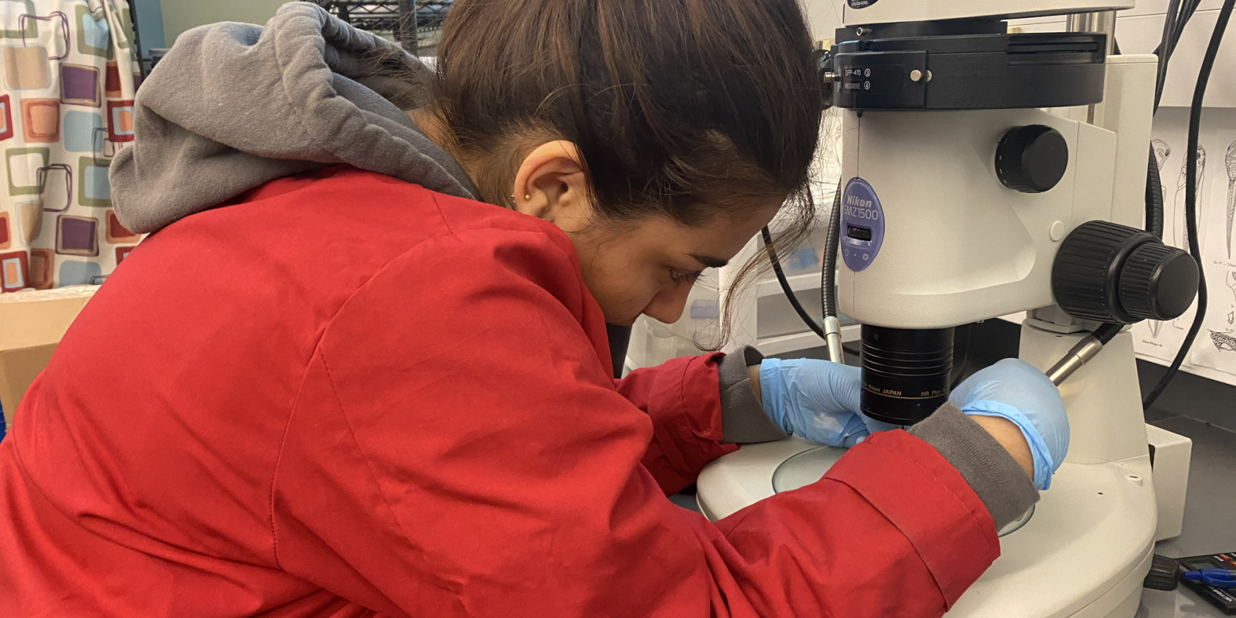 Documenting Xenopus laevis tadpoles under the microscope to study how thyroid hormone (T3) and stress hormone (DEX) influence early development and metamorphosis.