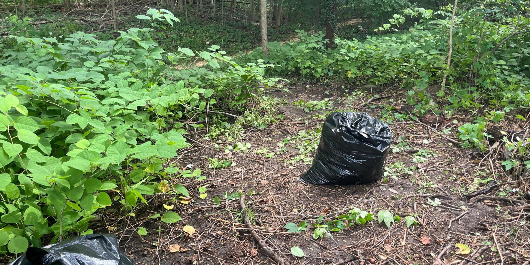 a bag of Japanese Knotweed
