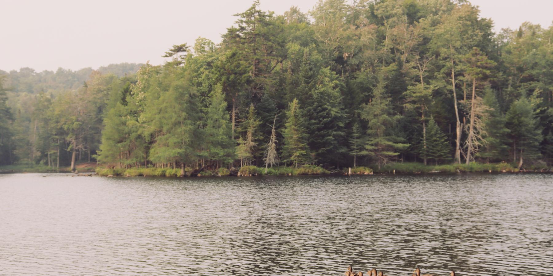 You Have the Loudest Heart in the Forest