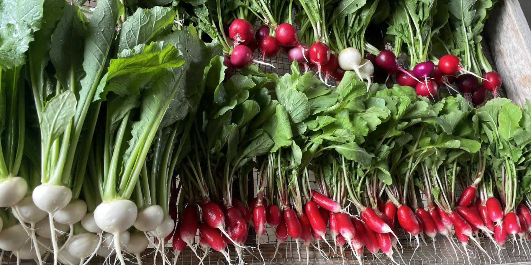 Radishes