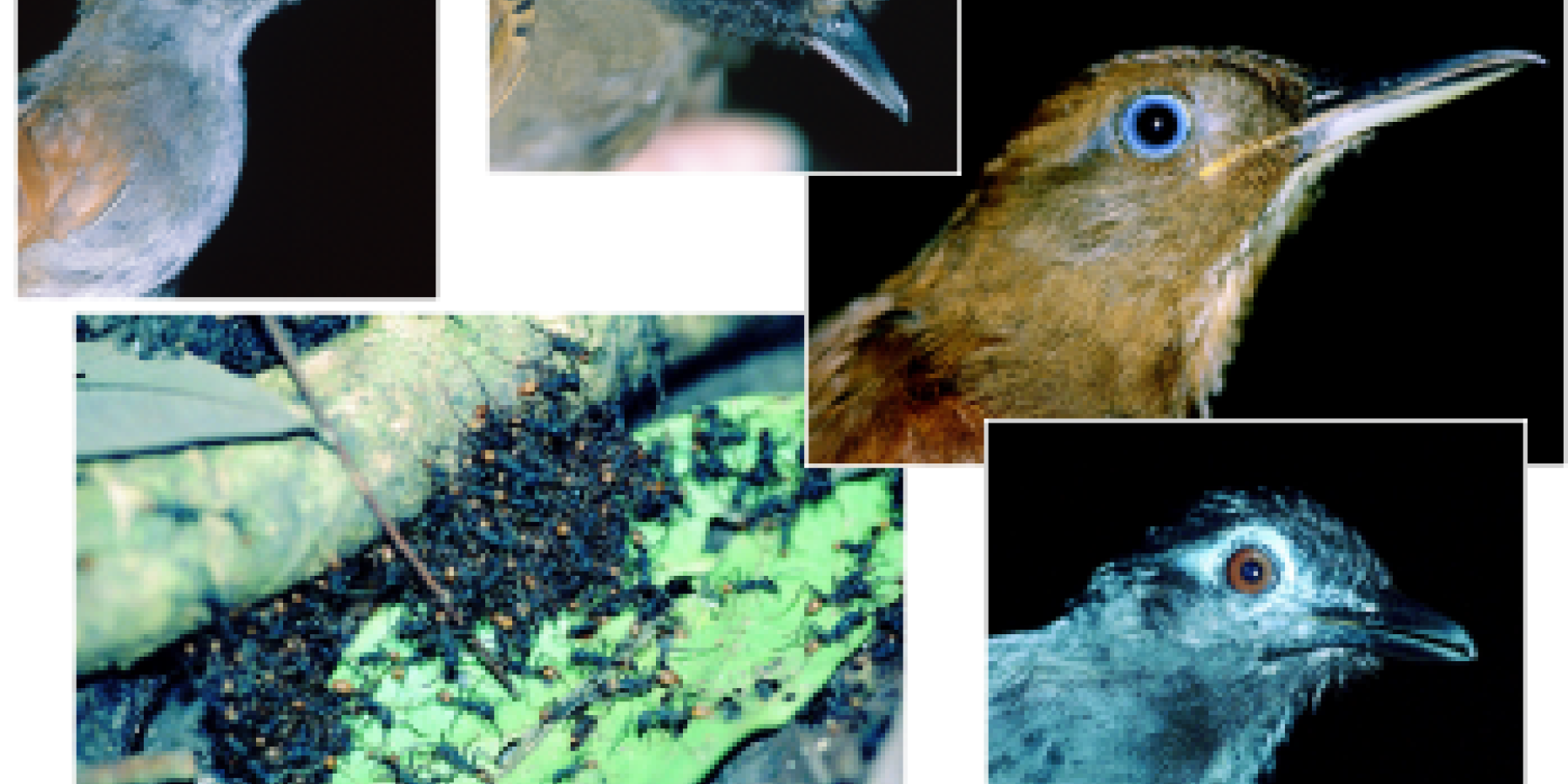 Army ant following birds