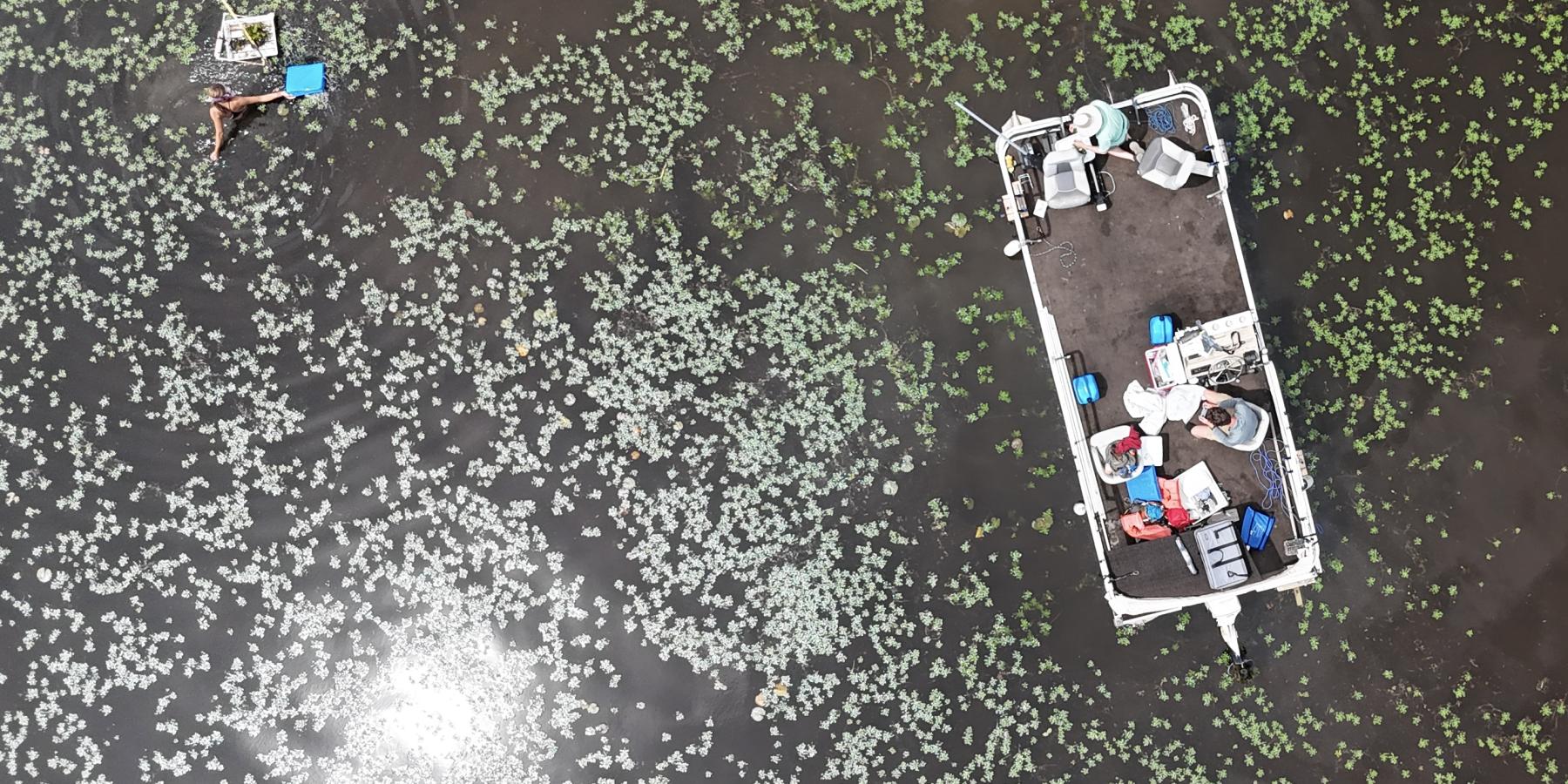 Aeriel view of research boat and researcher in water chestnut-invaded water.