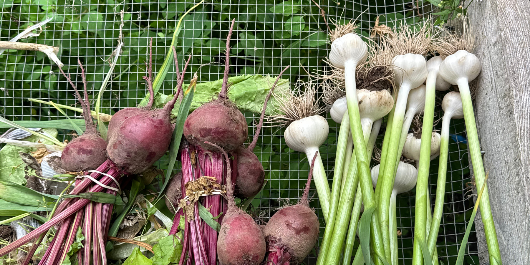Thursday Harvest of Beets and Garlic